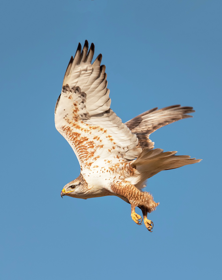 Ferruginous Hawk Descending Photograph by Loree Johnson