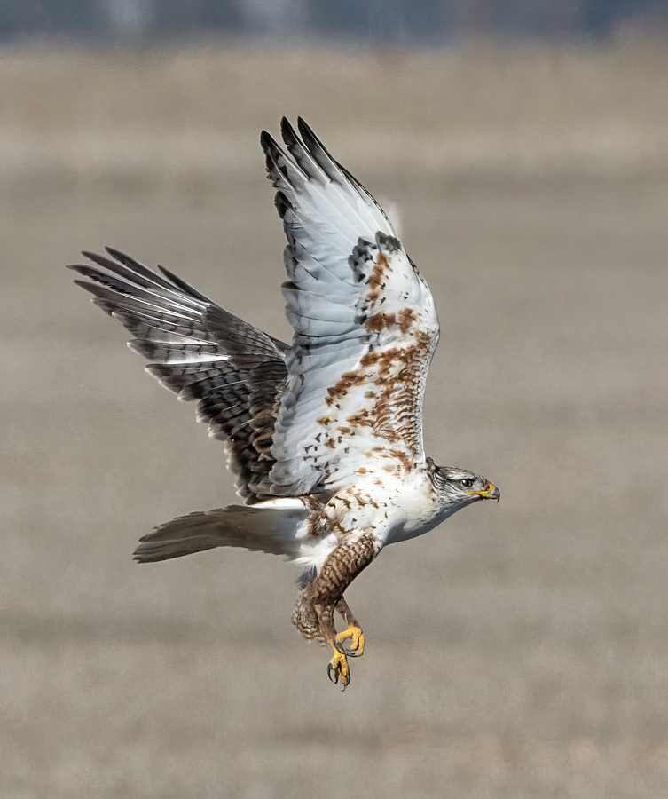Ferruginous Hawk Hunting Photograph by Loree Johnson