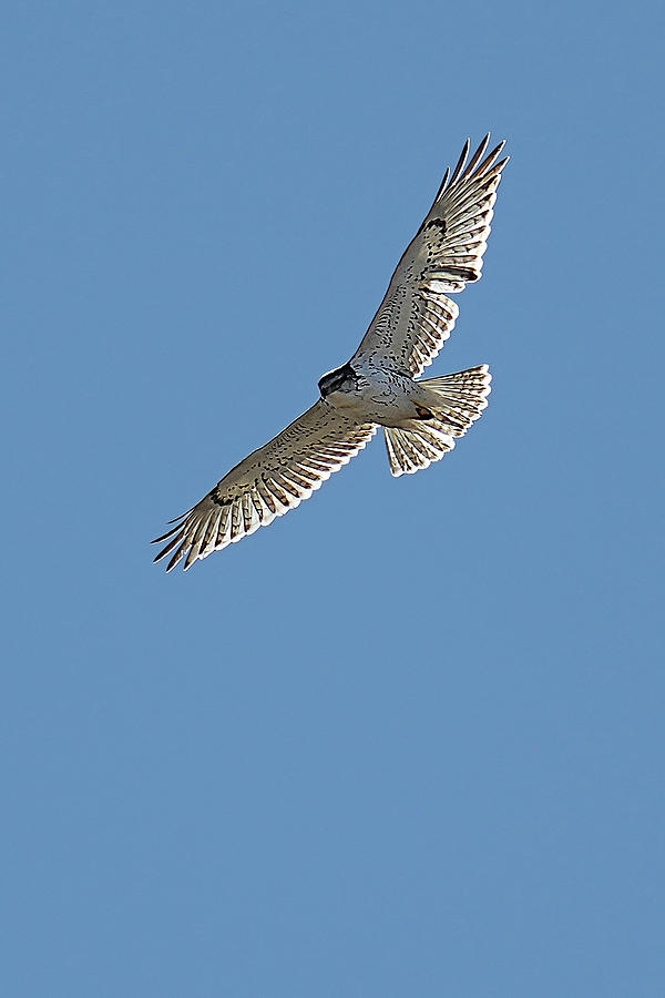 Ferruginous Hawk In Flight Photograph by Alan Lenk