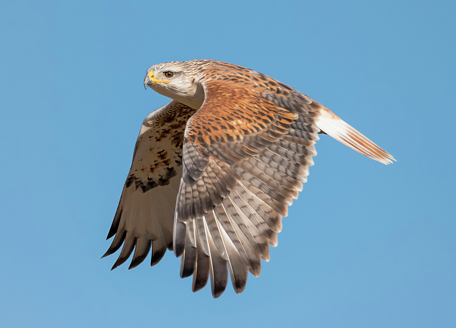Ferruginous Hawk in Flight Photograph by Loree Johnson