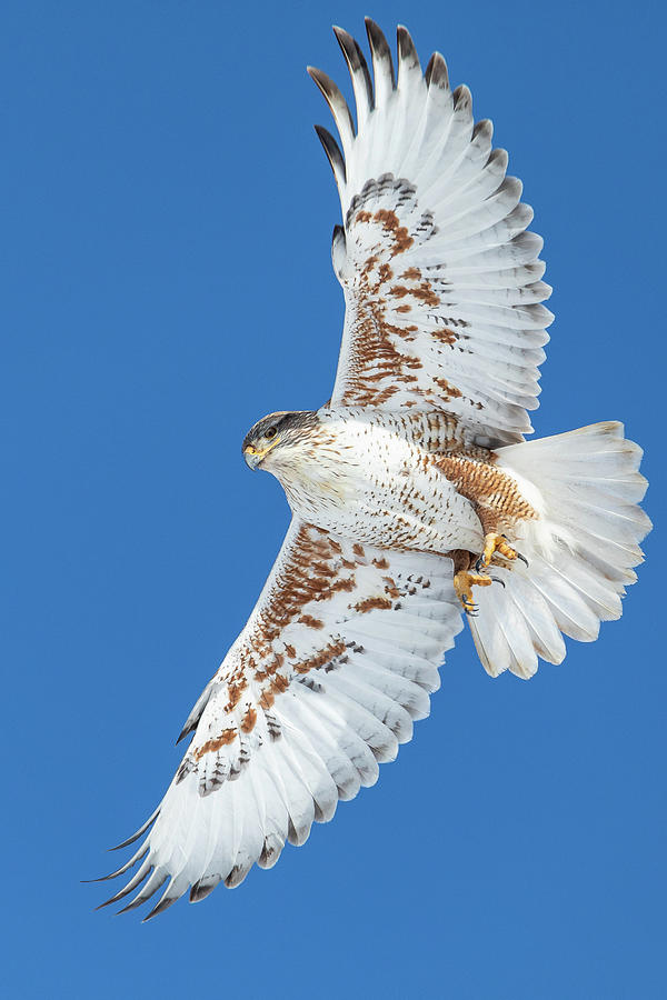 Ferruginous Hawk in Flight Portrait Photograph by Tony Hake