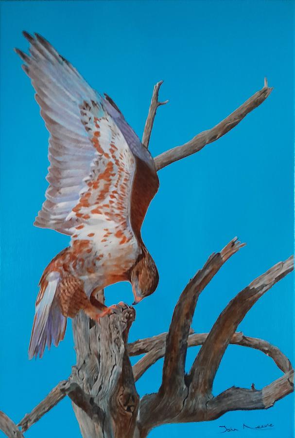 Ferruginous Hawk Painting by John Neeve
