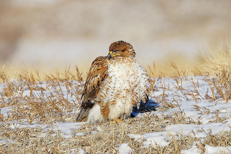 Ferruginous Hawk Keeping a Winter Watch Photograph by Tony Hake