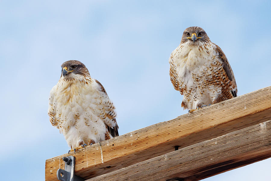 Ferruginous Hawk Pair Keeps Watch Photograph