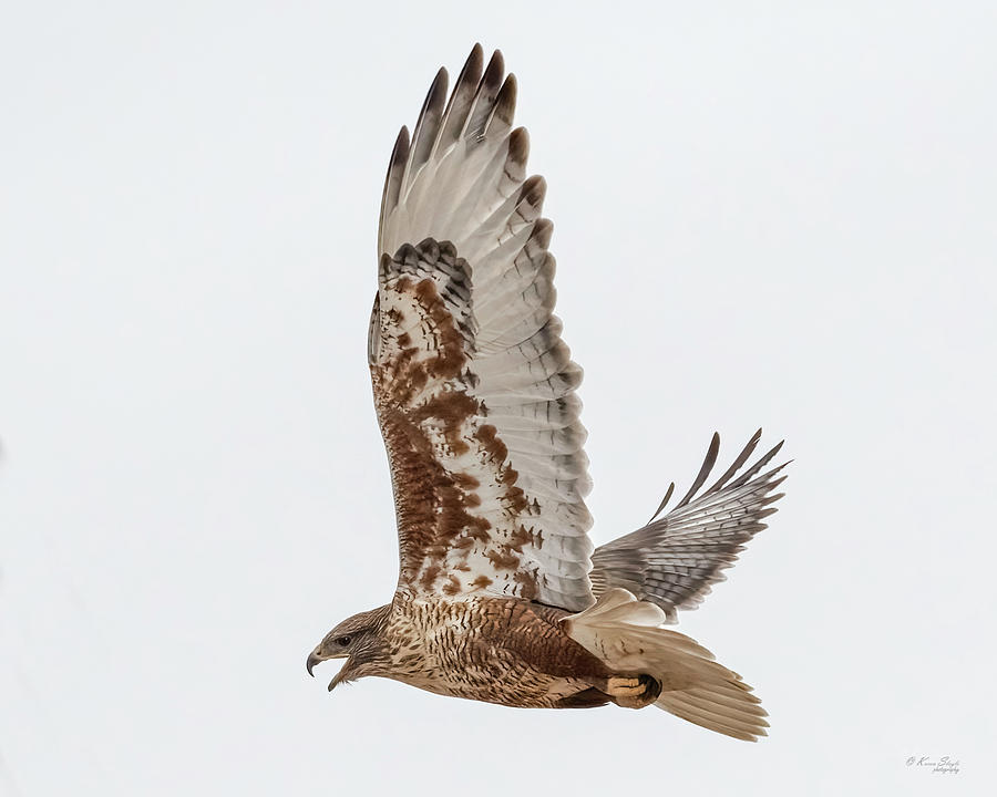 Ferruginous Hawk Screaming Photograph by Karen Slagle