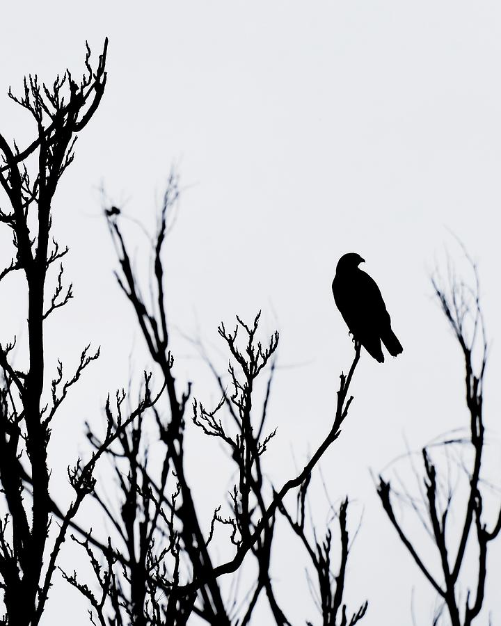 Ferruginous Hawk Silhouette Photograph by KJ Swan