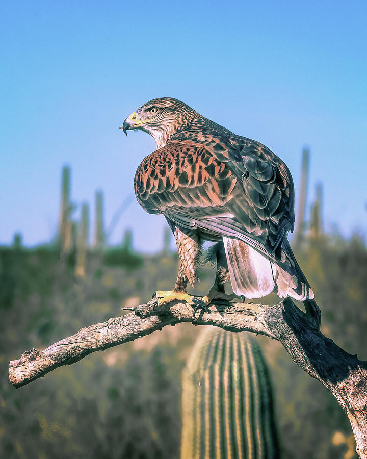  Ferruginous Hawk Photograph by Steve Kelley