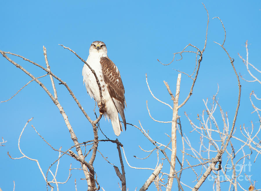 Ferruginous Hawk Photograph by Susanne Pence - Fine Art America