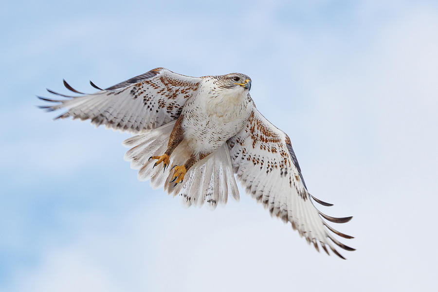 Ferruginous Hawk Takes Flight With A Pale Blue Sky Photograph
