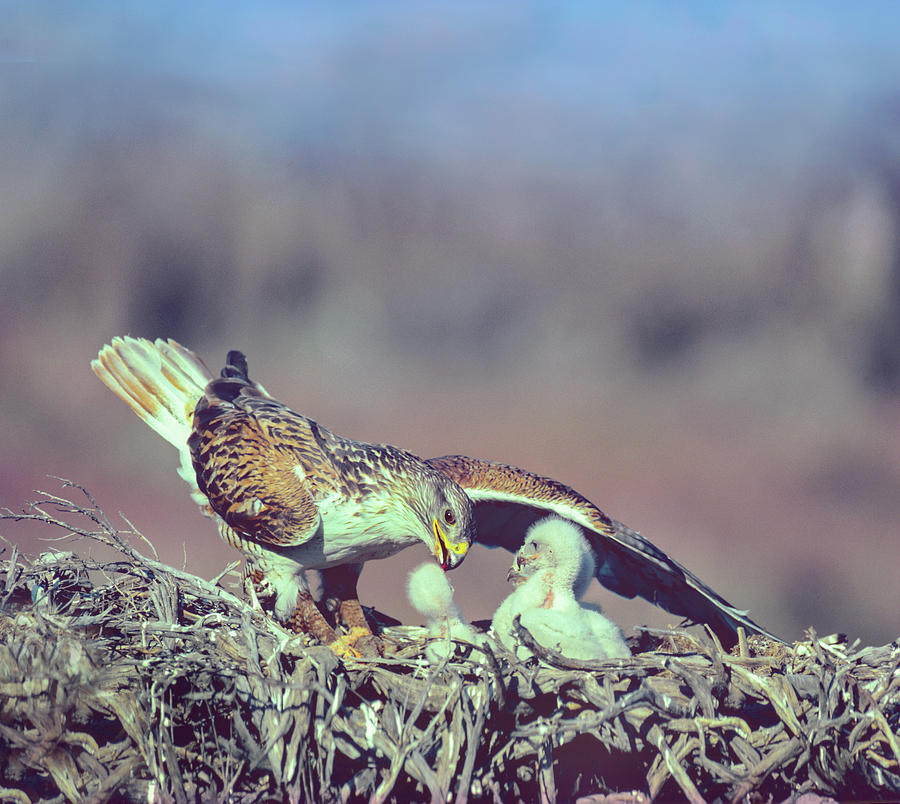 Hawk Photograph - Ferruginous Hawks by Tim Fitzharris