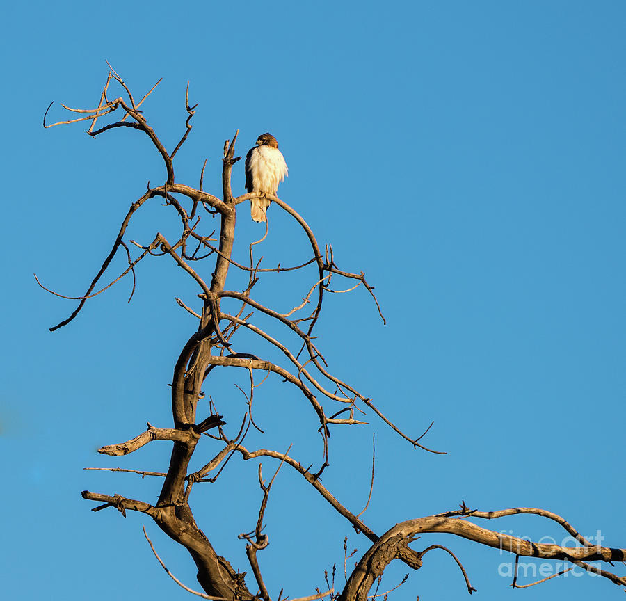 Ferrunginous Hawk in Tree Photograph by Jon Burch Photography