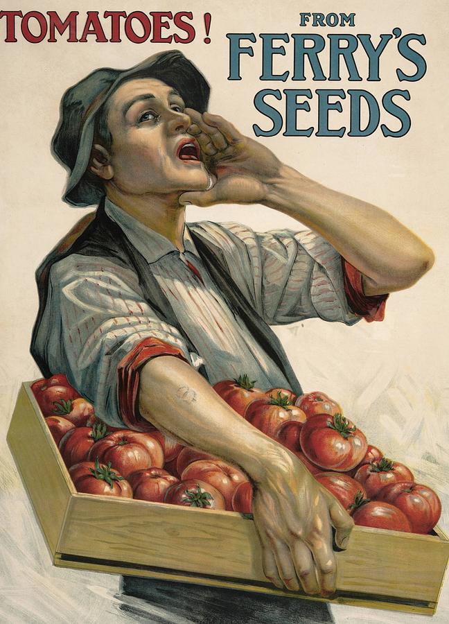 Ferrys Tomato Seeds Digital Art by Kim Kent