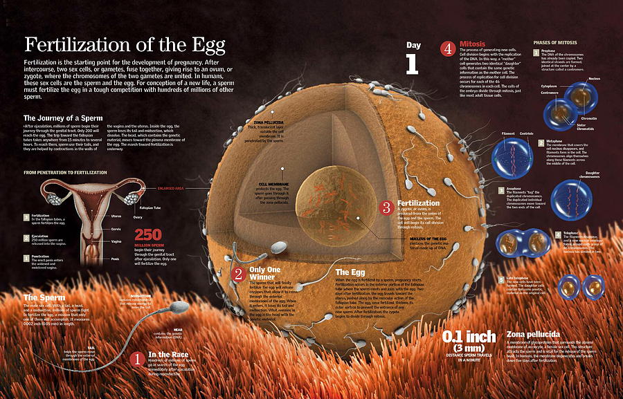 Fertilization of the egg Digital Art by Album