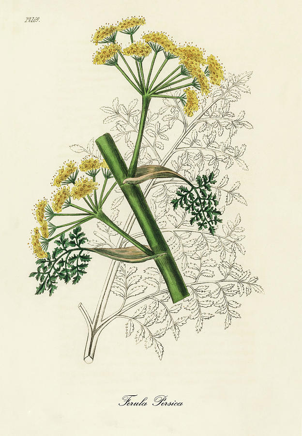 Nature Digital Art - Ferula Ersica - Persian Asafoetida - Medical Botany - Vintage Botanical Illustration by Studio Grafiikka