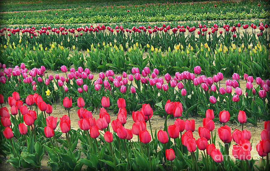 Festival of Tulips Photograph by Dora Sofia Caputo