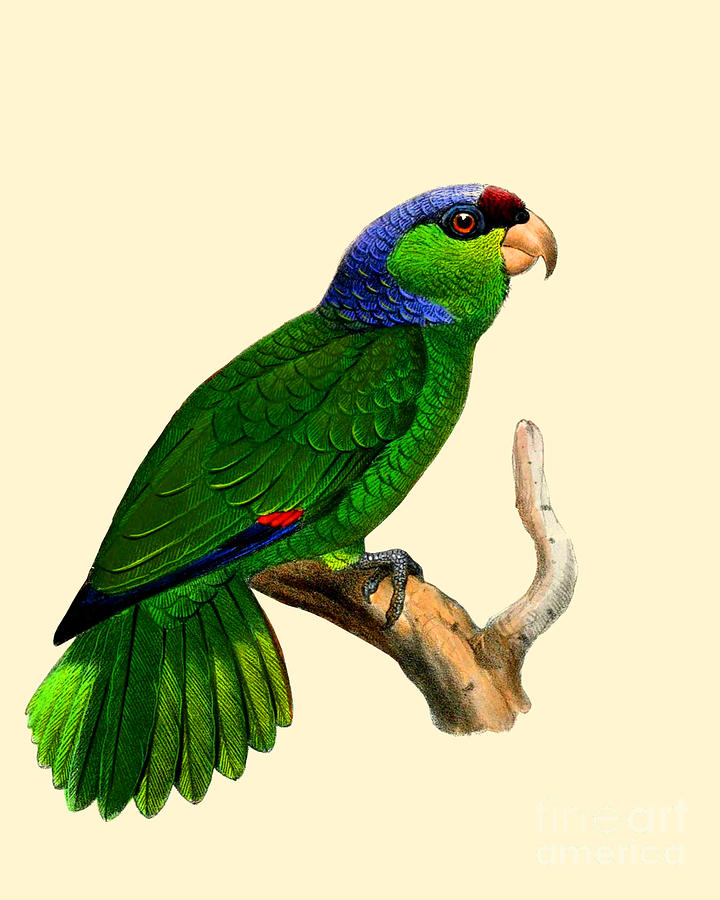 Parrot Digital Art - Festive Amazon by Madame Memento
