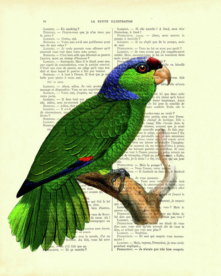 Parrot Mixed Media - Festive Amazon Parrot by Madame Memento