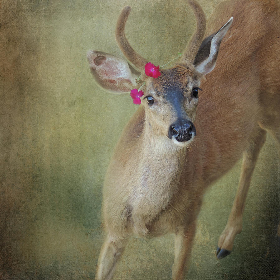 Festive Deer Photograph by Sally Banfill