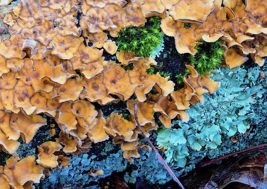 Festive Fungus Photograph by Steven Nelson