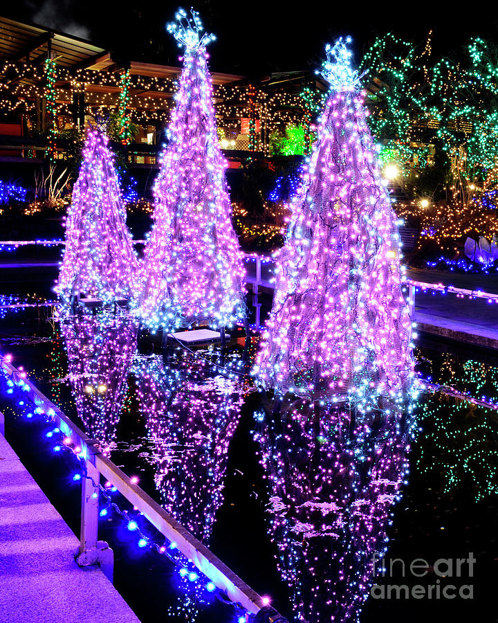 Festive holiday lights on Christmas trees  Photograph by Maria Janicki