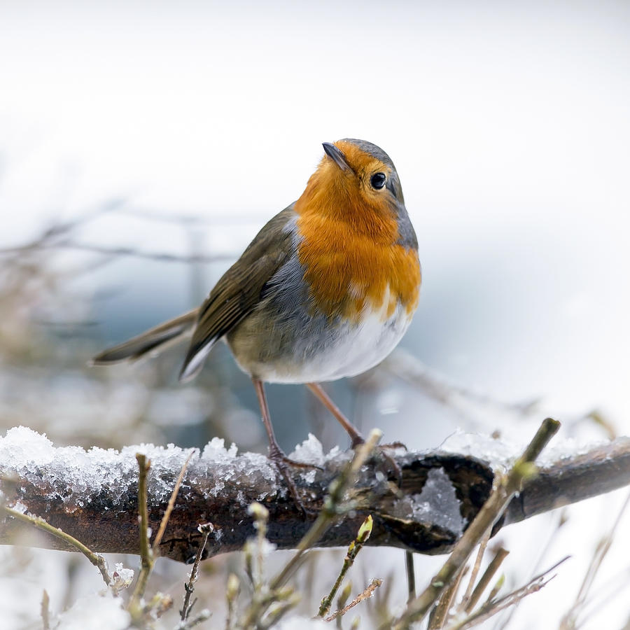 Festive Robin (Erithacus rubecula) Photograph by Andrew_Howe
