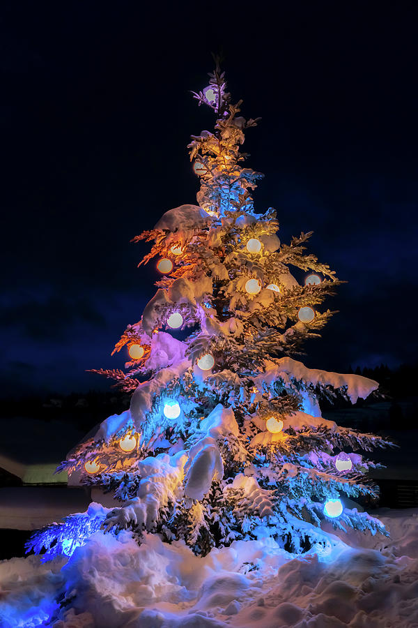 Festive Tree in Snow Photograph by Stan Weyler
