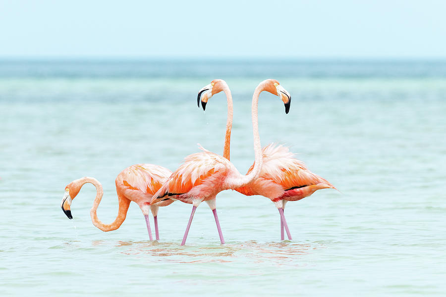 Fetching Trio Photograph by Christina Stobbs - Fine Art America