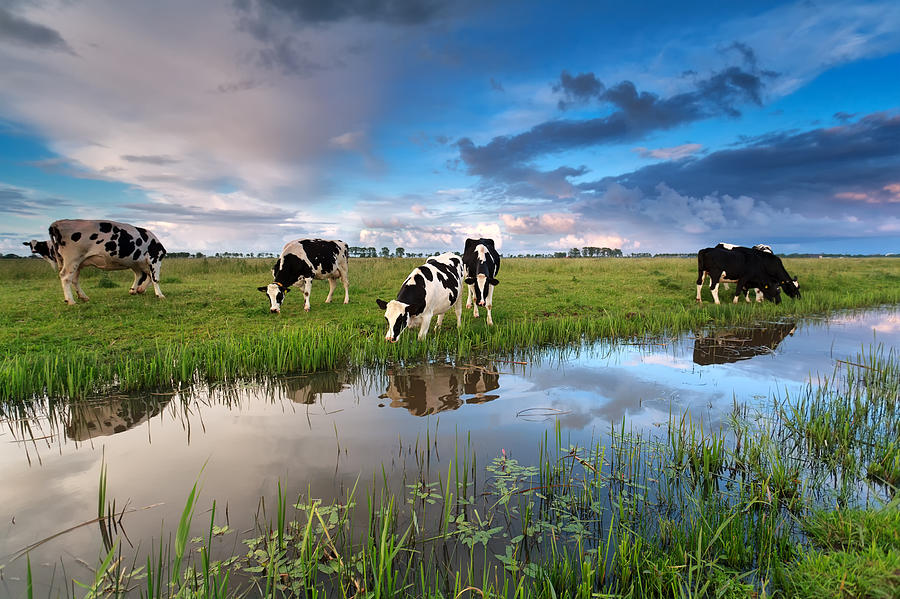 Few Cows Grazing On Pasture By River Photograph by Catolla