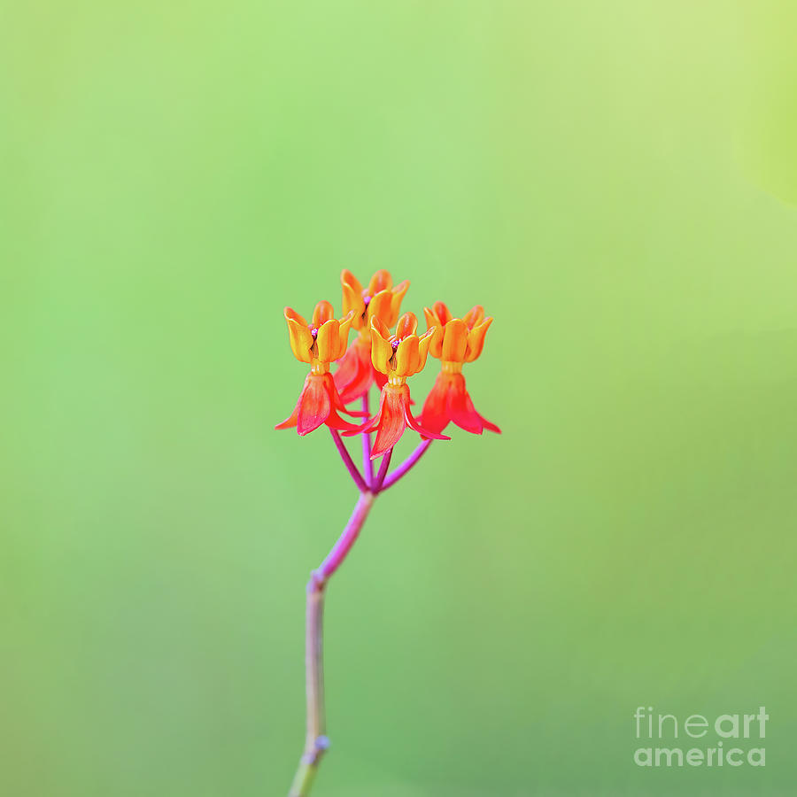 Nature Photograph - Fewflower milkweed by Scott Pellegrin