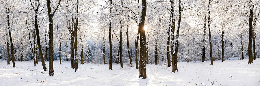 Fewston Woodland covered in Snow England Photograph by Sonny Ryse