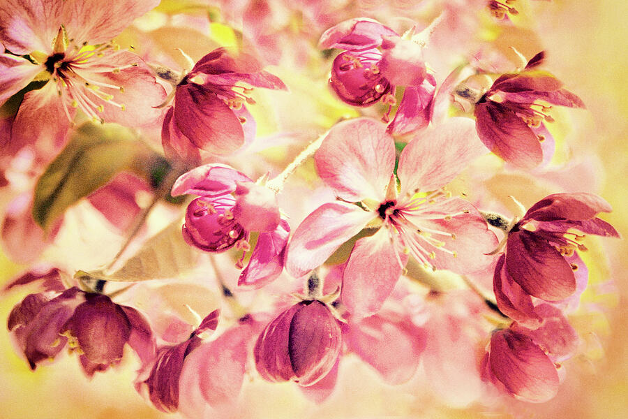 Watercolor Apple Blossoms Photograph by Jessica Jenney