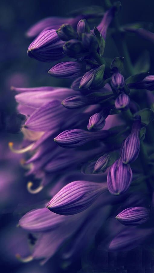 Flower Photograph - Moonlight Hosta by Jessica Jenney