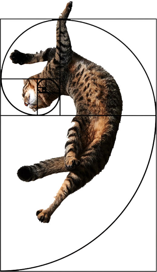 Fibonacci Cat Poster Funny Painting By Sophia Parker - Pixels