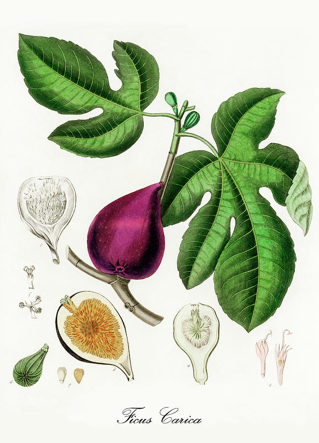 Nature Digital Art - Ficus Carica - Fig -  Medical Botany - Vintage Botanical Illustration - Medicinal Plants and Herbs by Studio Grafiikka