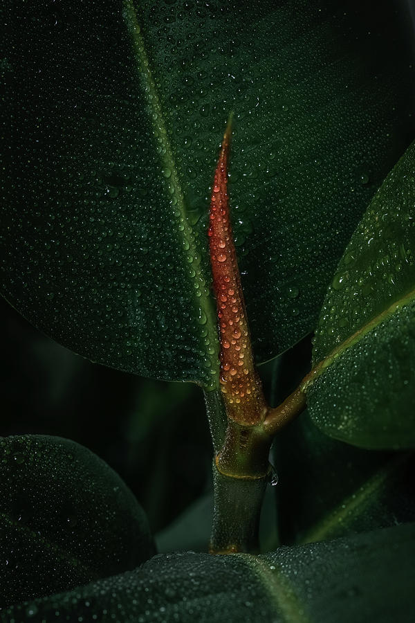 Ficus elastica, Indian Rubber houseplant Photograph by Benoit Bruchez