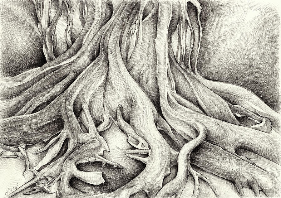 Ficus Macrophylla I Drawing by Adriana Mueller