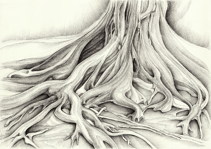 Ficus Macrophylla III Drawing by Adriana Mueller