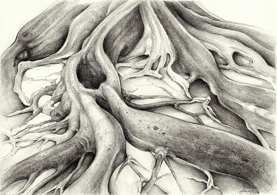 Ficus Macrophylla IV Drawing by Adriana Mueller