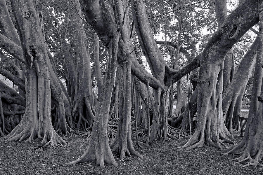 Ficus Microcarpa BW Photograph by HH Photography of Florida
