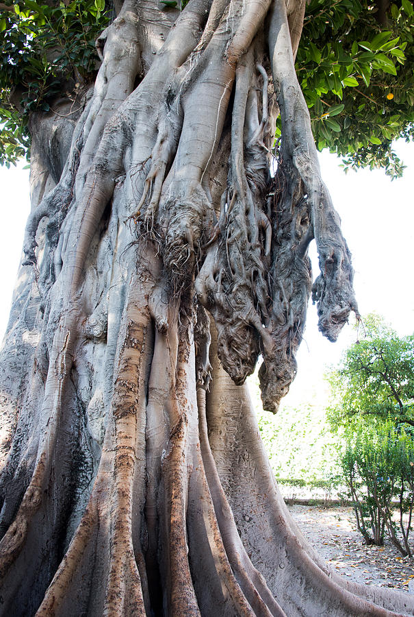 Ficus Tree in Seville Photograph by Highlywood Photography