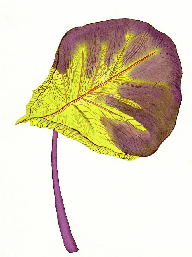 Fiddle-Leaf Fig Botanical Watercolor Painting Painting by Deborah League