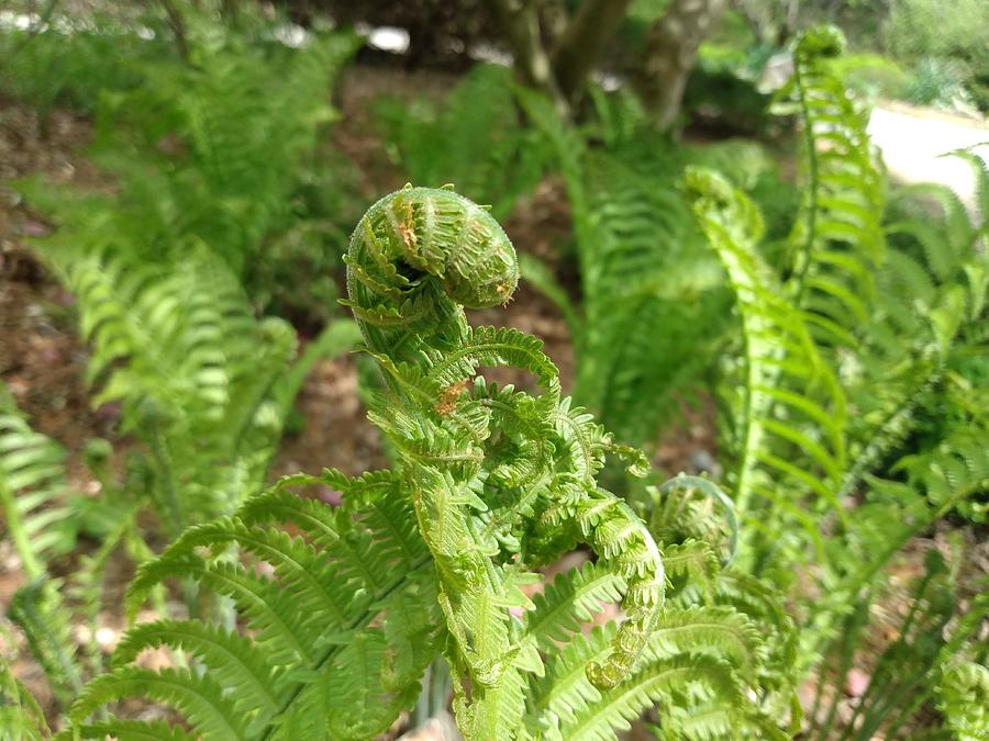 Fiddlehead Fern in Spring Photograph by Christopher Lotito