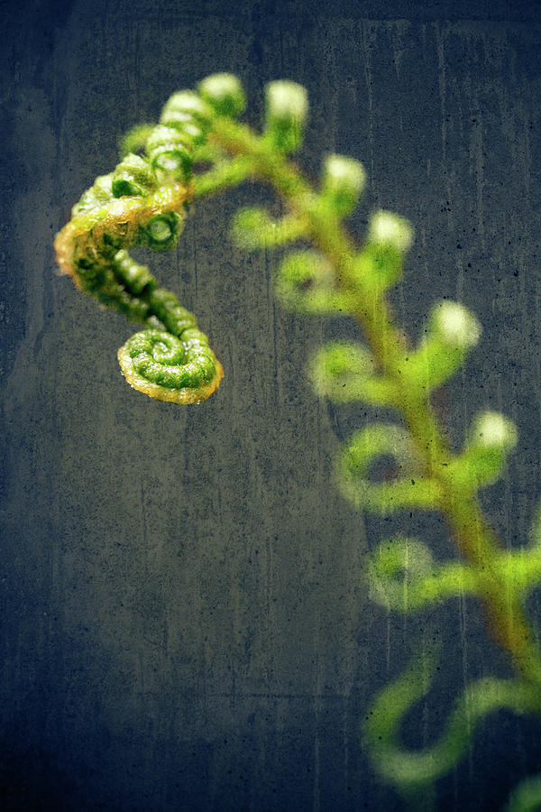 Fiddlehead Fern Photograph by Nicole Young