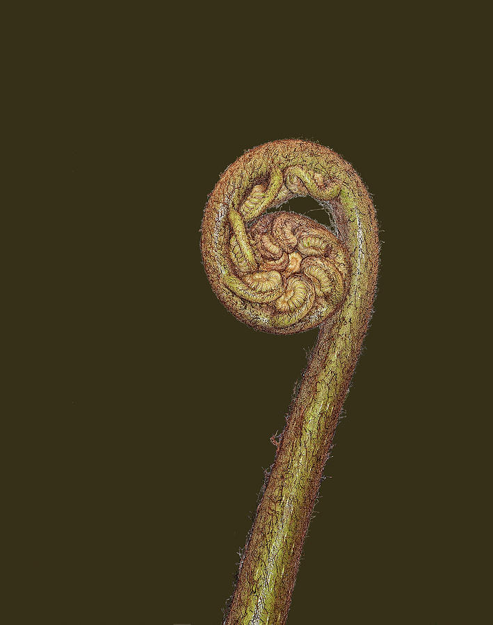Nature Photograph - Fiddlehead Fern Unfolding by Sally Weigand
