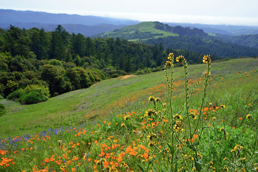 Mountain Photograph - Fiddleneck and Wildflowers on Russian Ridge by Kathy Yates