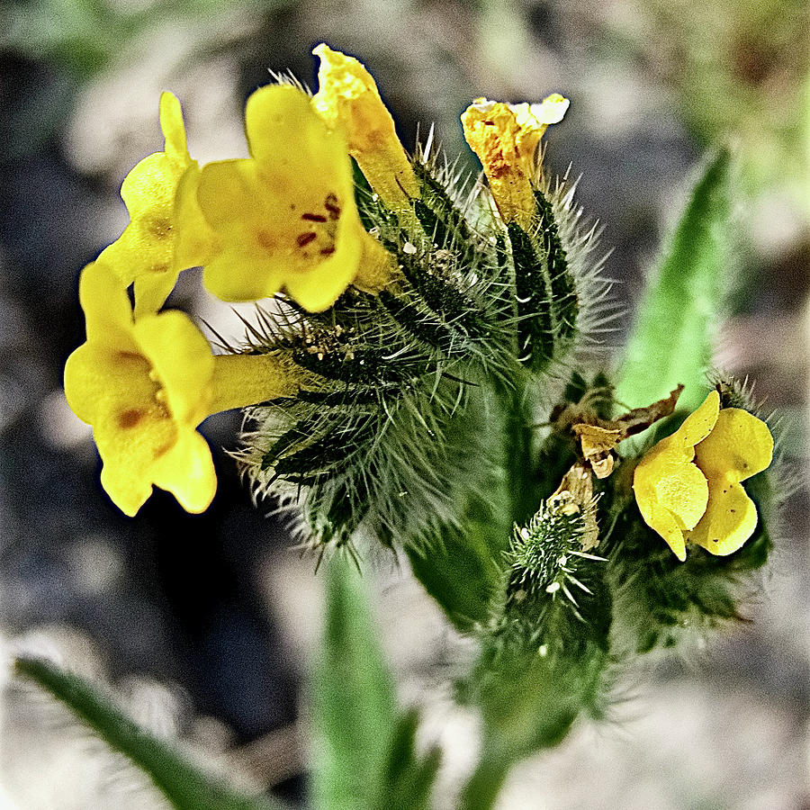 Fiddleneck on Pacific Crest Trail in Whitewater Preserve Wildlands Conservancy, California Photograph by Ruth Hager