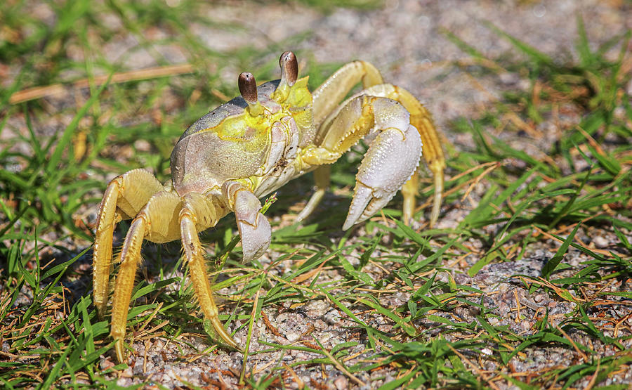 Fiddler Crab at Fort Macon State Park Photograph by Bob Decker