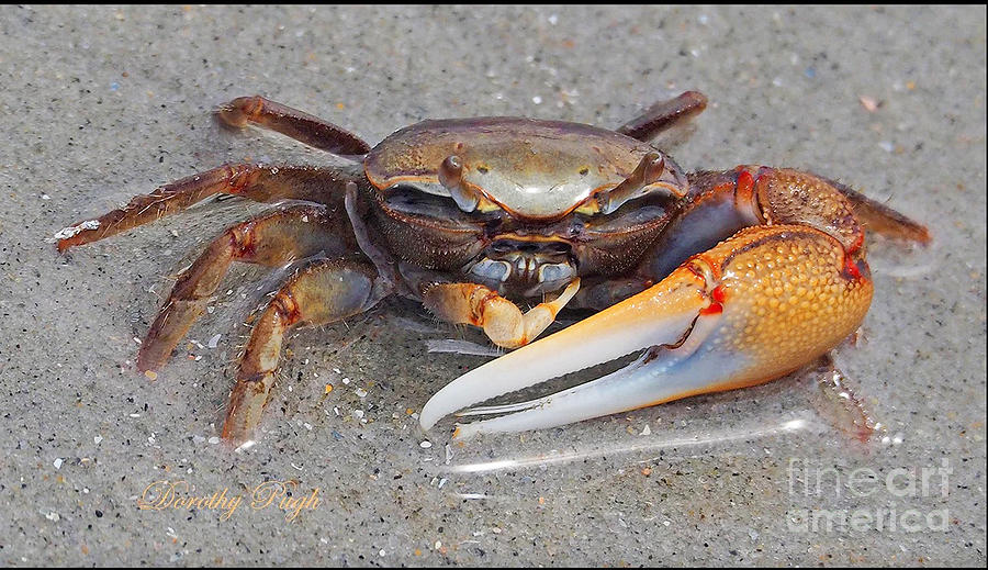 Fiddler Crab Photograph by Dorothy Pugh