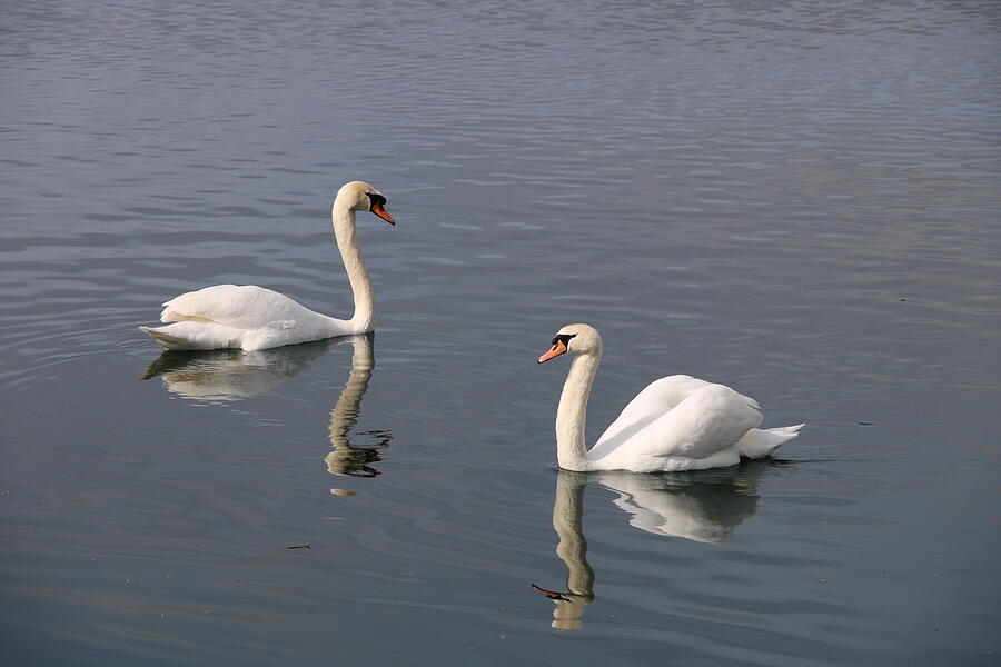 Fidelity Of Swans Photograph