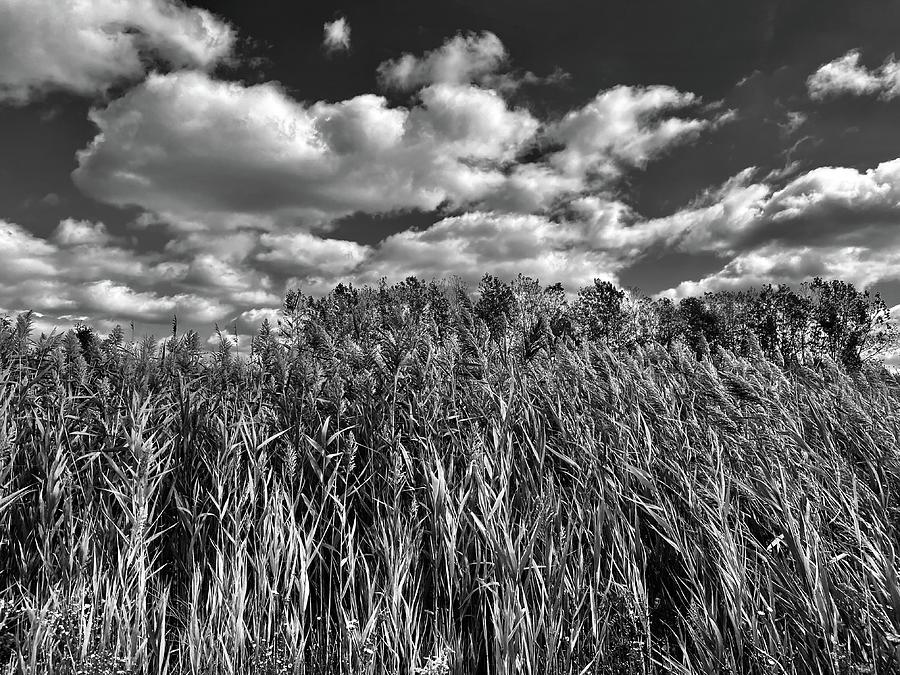Field And Clouds Photograph